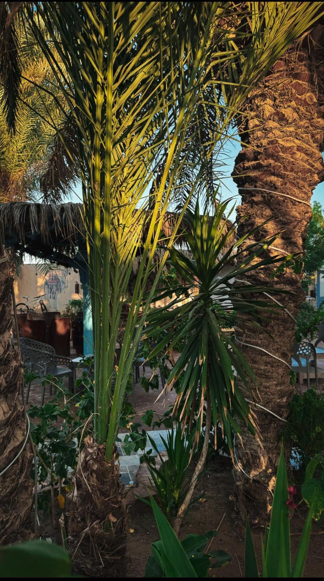 Miramar Camp Dahab Hotel Kültér fotó